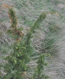 Juniperus oblonga. Верхушка вегетирующего растения. Грузия, Казбегский муниципалитет, вост. склон горы Казбек, ≈ 2100 м н.у.м., травянистый склон. 22.05.2018.