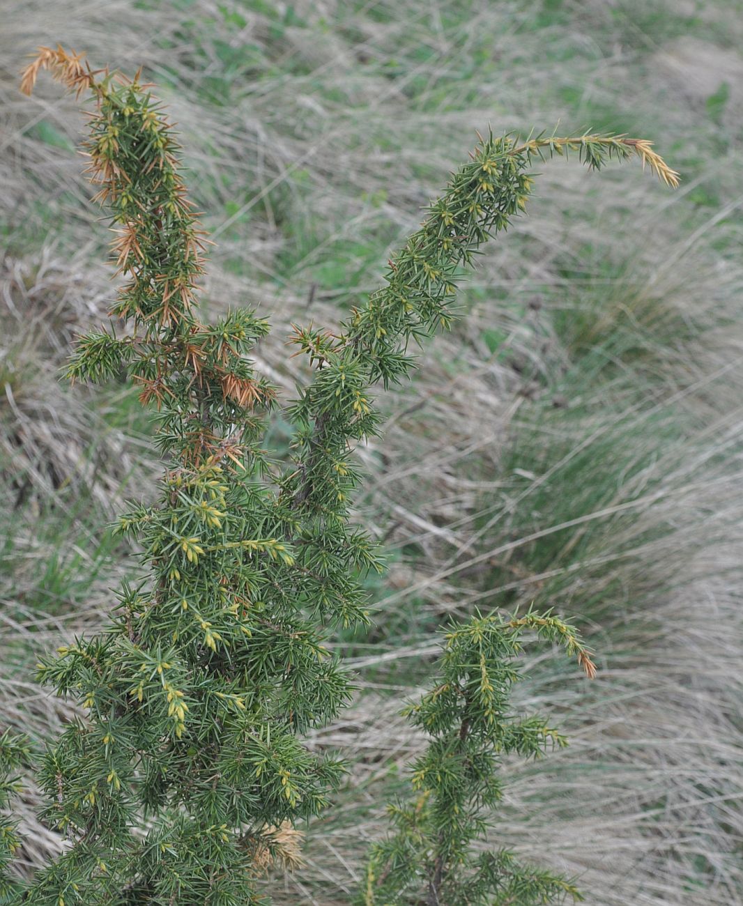 Изображение особи Juniperus oblonga.