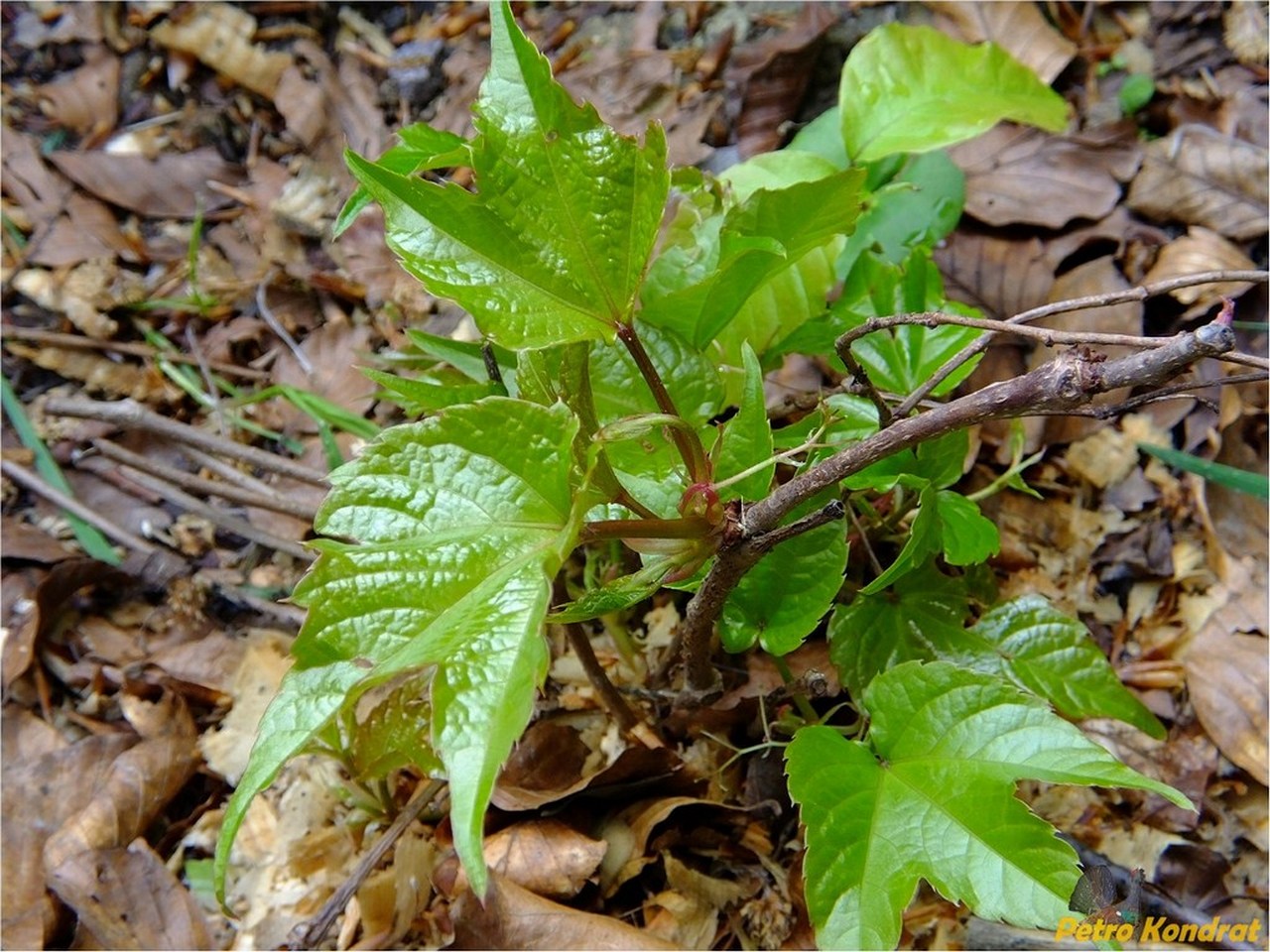 Изображение особи Parthenocissus tricuspidata.