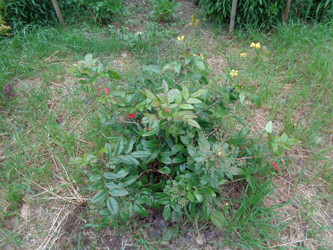 Image of Mahonia aquifolium specimen.