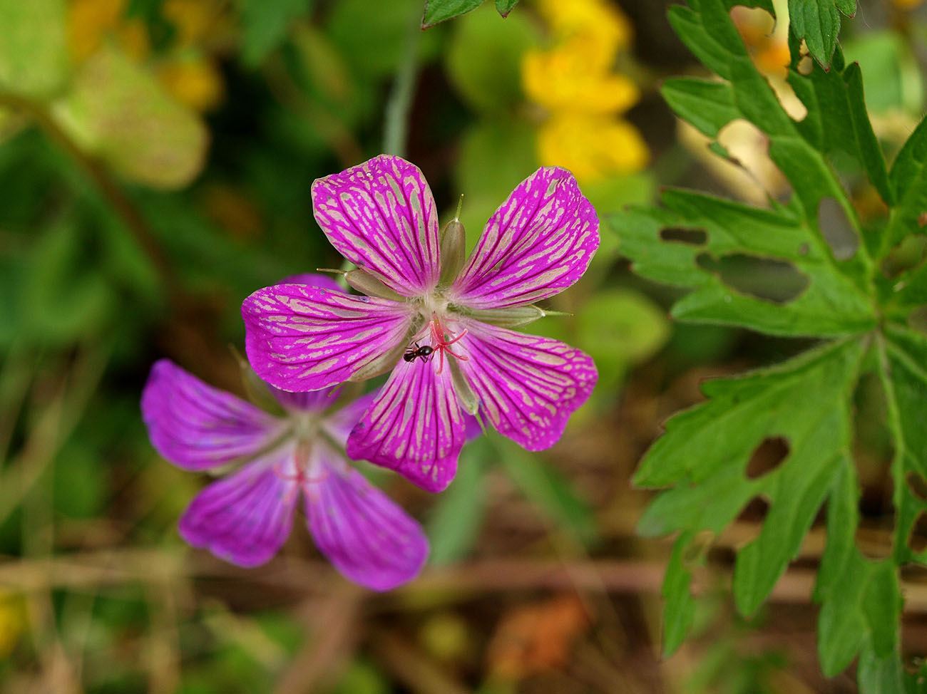 Изображение особи Geranium palustre.