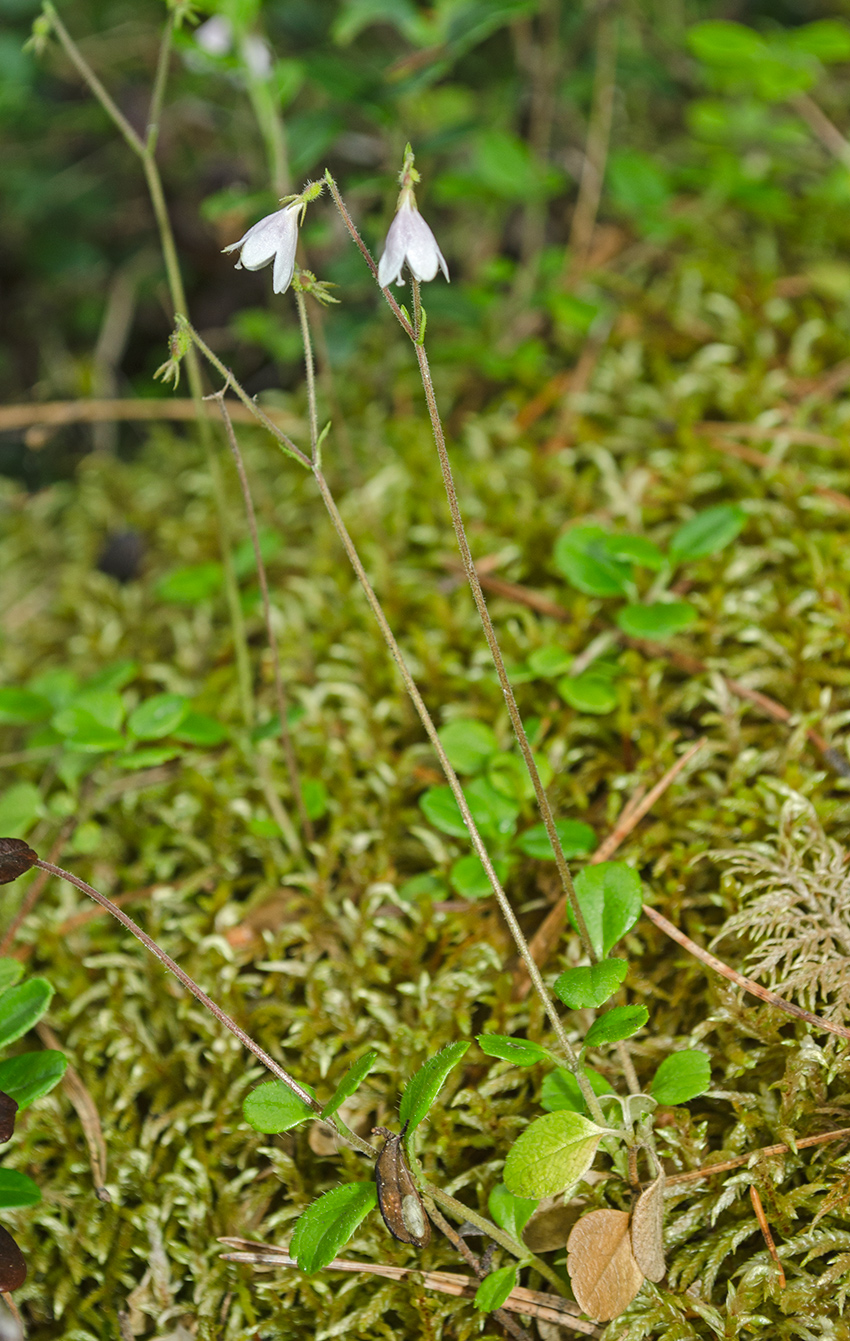 Image of Linnaea borealis specimen.