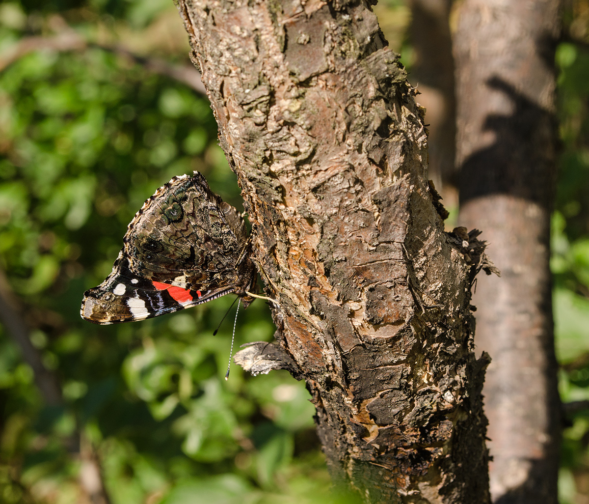 Image of Malus domestica specimen.