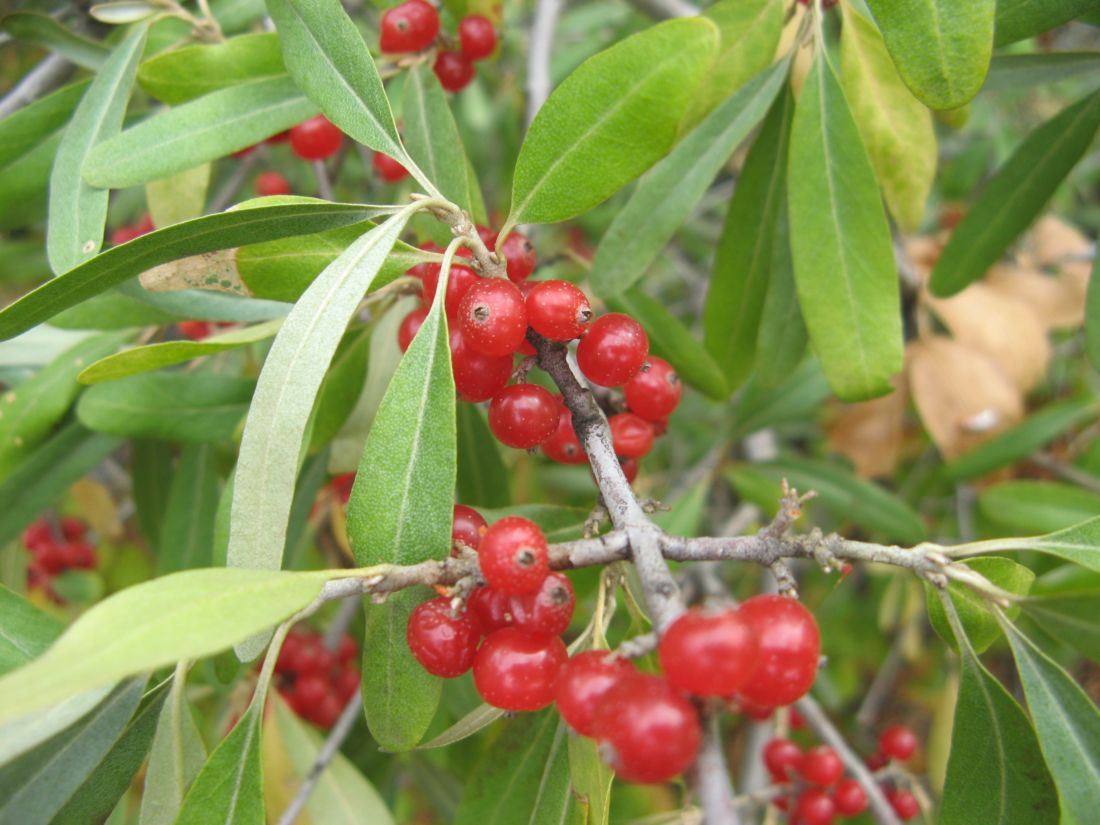 Image of Shepherdia argentea specimen.