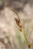 Carex arenaria. Верхушка побега с соплодием. Ленинградская обл., Кингисеппский р-н, окр. дер. Урмизно близ охоторыболовной базы \"Динамо\", вырубка на месте сосняка на приморских песках, противопожарная канава. 09.09.2018.