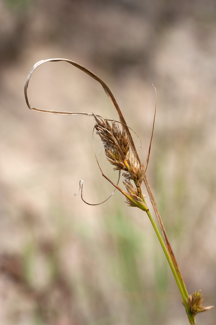 Изображение особи Carex arenaria.