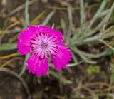 Dianthus versicolor. Цветок. Башкортостан, Учалинский р-н, Ильчигуловский сельсовет, окр. дер. Мулдашево, хр. Нурали, каменистый склон, ≈ 700 м н.у.м. 7 сентября 2018 г.