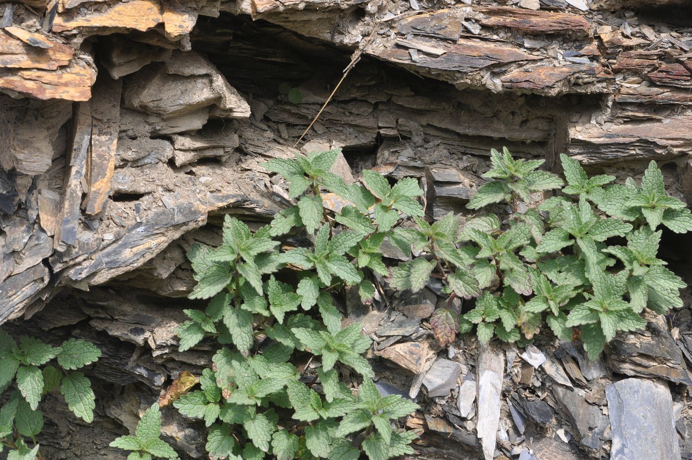 Изображение особи Lamium tomentosum.