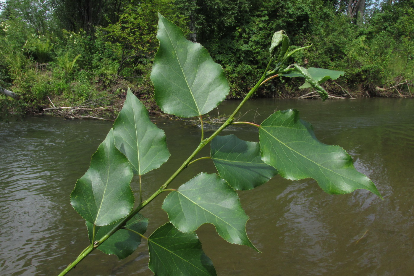 Изображение особи Populus &times; jrtyschensis.