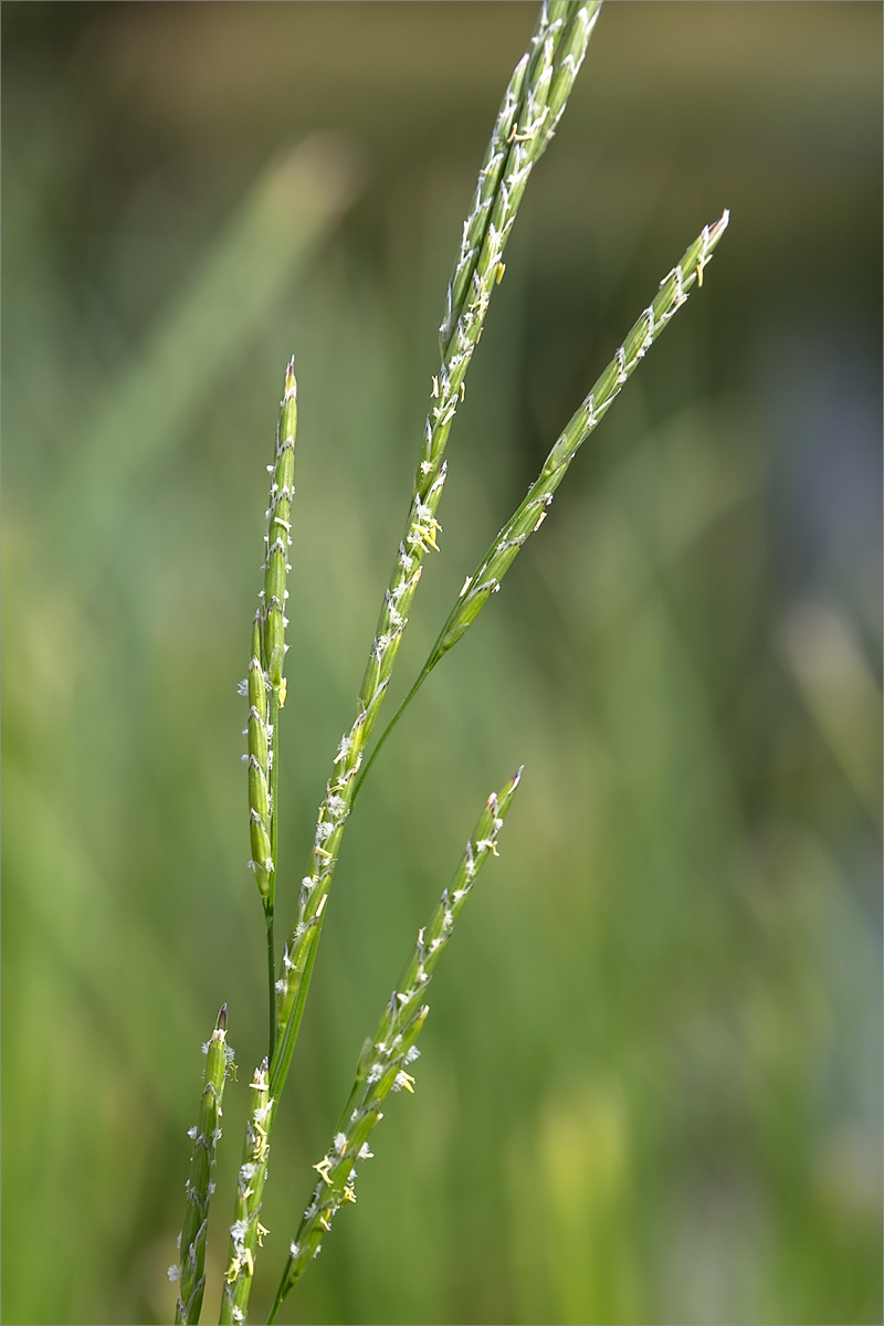 Image of Glyceria notata specimen.