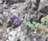 Nepeta mussinii