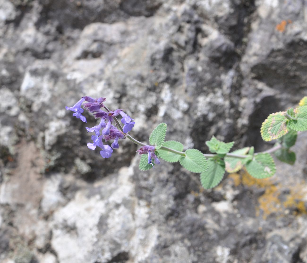 Изображение особи Nepeta mussinii.