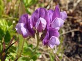 Lathyrus japonicus