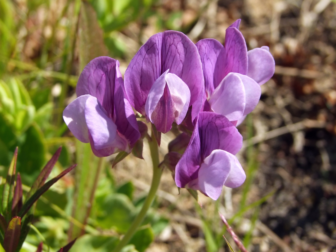 Image of Lathyrus japonicus specimen.