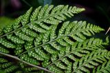 Dryopteris expansa