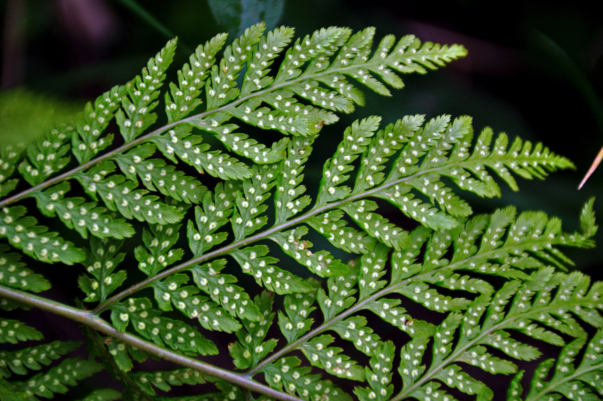 Изображение особи Dryopteris expansa.