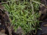 familia Brachytheciaceae. Гаметофиты. Свердловская обл., окр. г. Заречный, урочище Черемшанское болото, окр. горы Хрустальная горка, у родника Хрустальный. 25.06.2018.