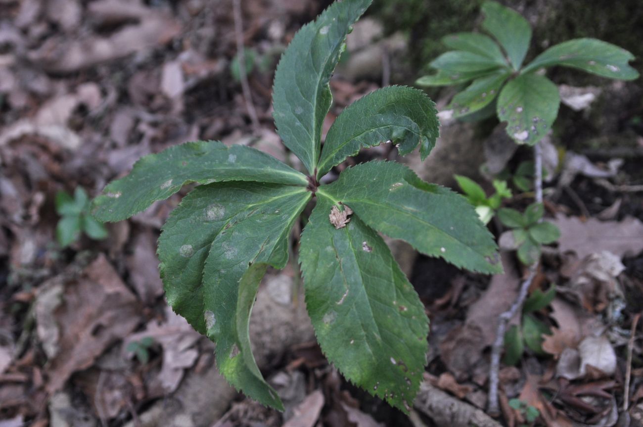 Изображение особи Helleborus caucasicus.