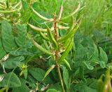 Astragalus glycyphyllos