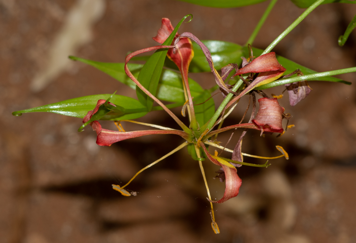 Изображение особи Gloriosa superba.