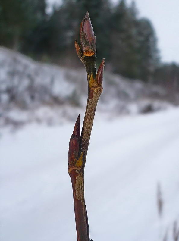 Изображение особи Populus balsamifera.