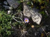 Aster alpinus