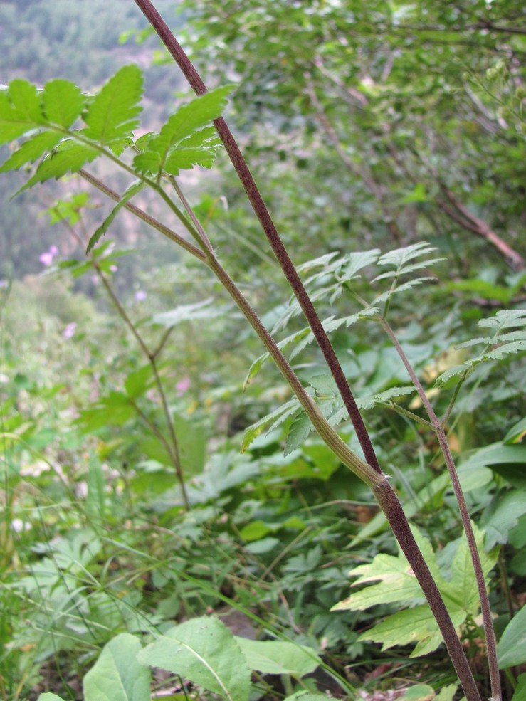 Изображение особи Chaerophyllum aureum.