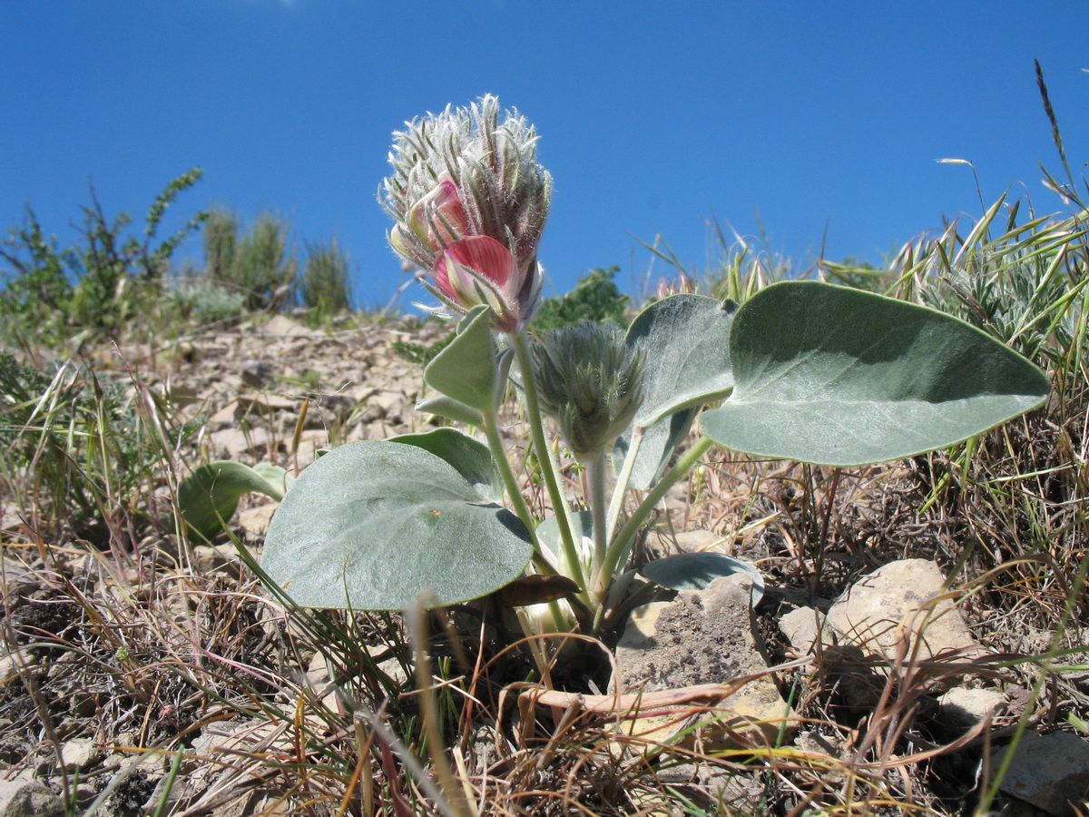 Изображение особи Hedysarum plumosum.