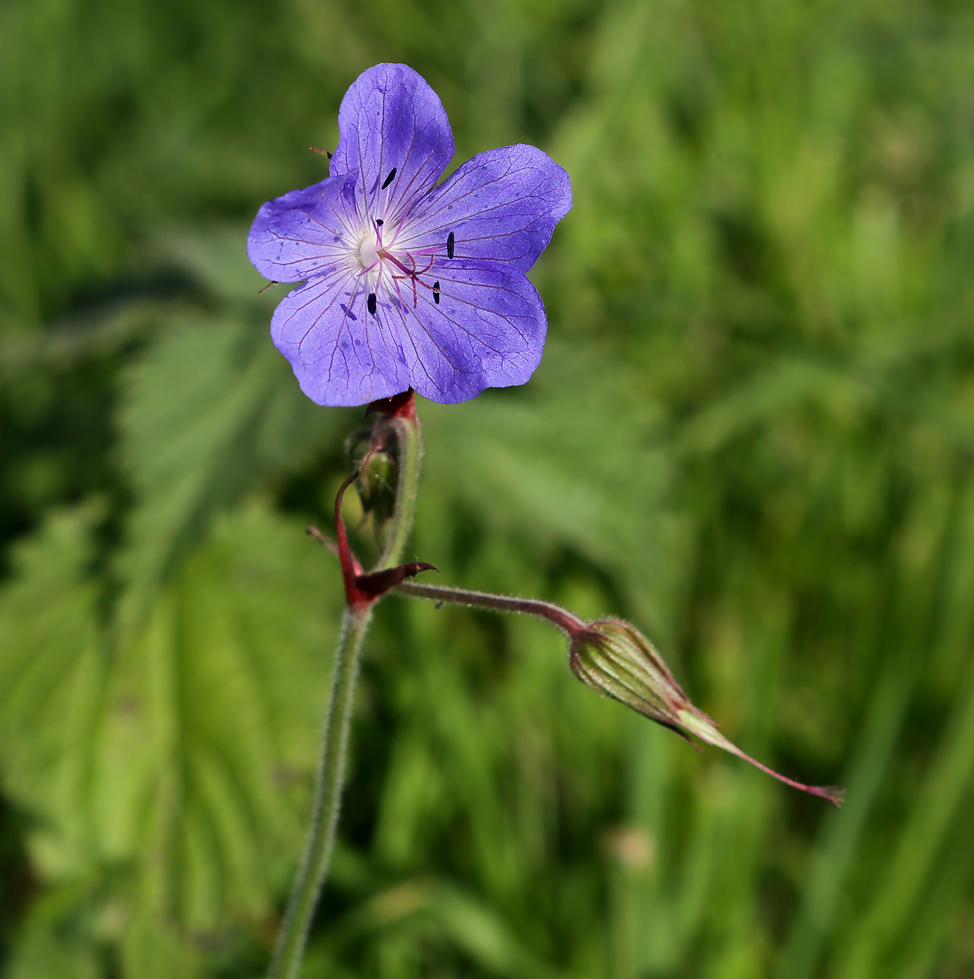 Изображение особи Geranium pratense.