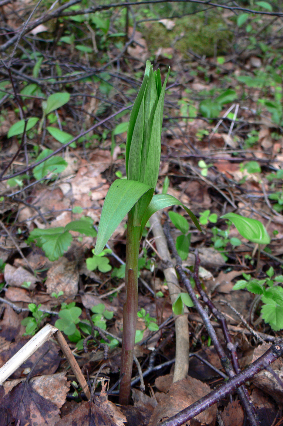 Image of Lilium pilosiusculum specimen.