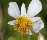 Sparmannia africana