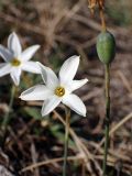 Narcissus obsoletus