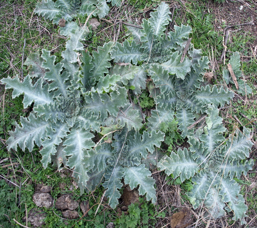 Image of Onopordum acanthium specimen.