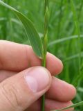 Elytrigia repens