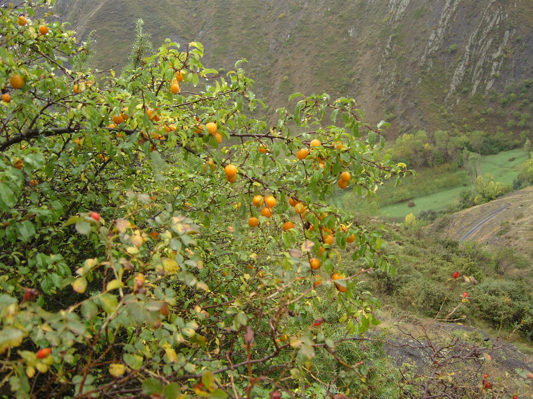 Изображение особи род Prunus.