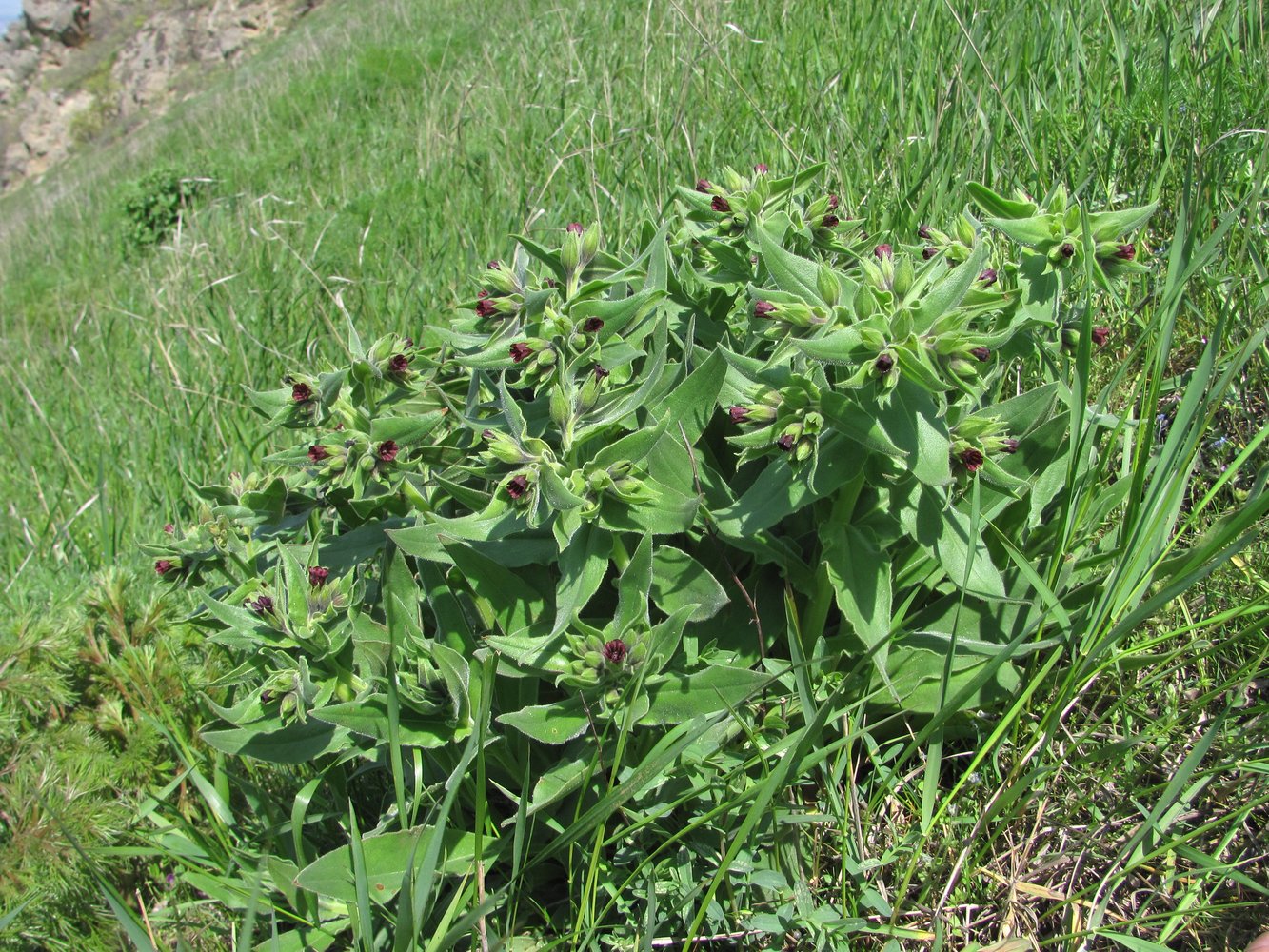 Image of Nonea decurrens specimen.