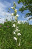 Cephalanthera epipactoides. Соцветие. Краснодарский край, Туапсинский р-н, пгт Джубга, опушка искусственного леса из сосны крымской на окраине посёлка. 11 мая 2019 г.