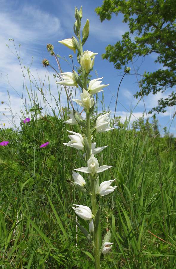 Изображение особи Cephalanthera epipactoides.