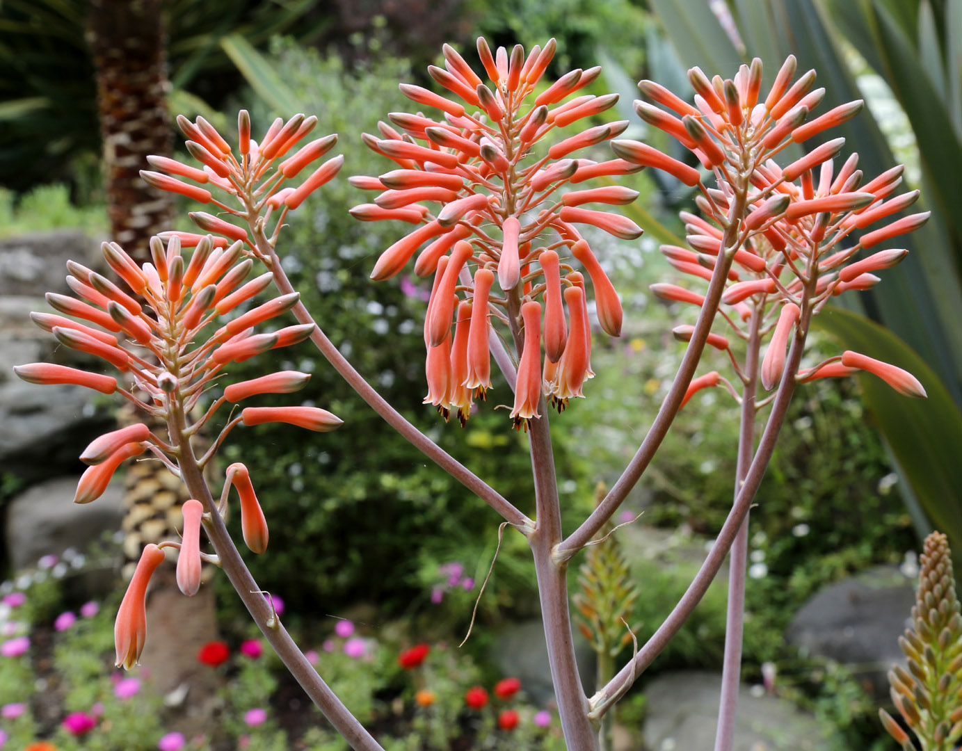 Изображение особи Aloe maculata.