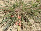 Astragalus longipetalus