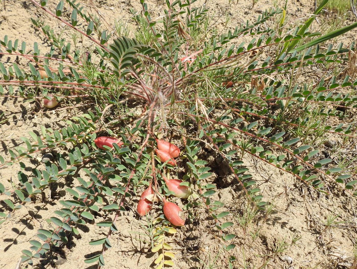 Изображение особи Astragalus longipetalus.