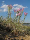 Jurinea multiflora