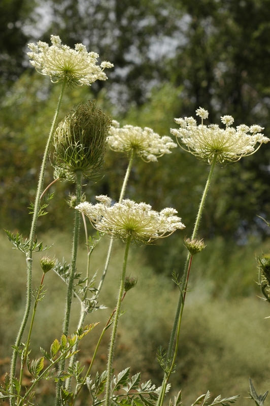 Изображение особи Daucus carota.