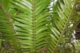 Encephalartos hildebrandtii