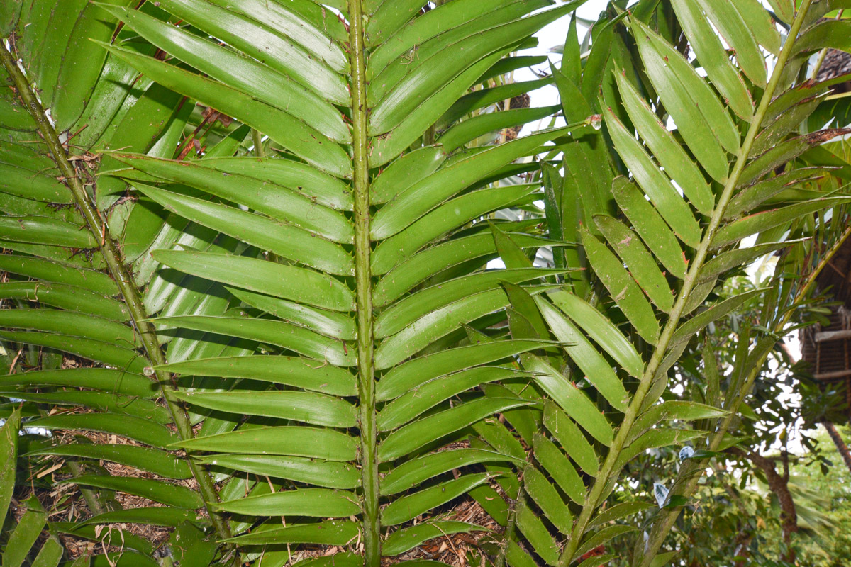 Изображение особи Encephalartos hildebrandtii.