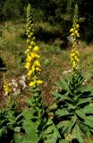 Verbascum densiflorum