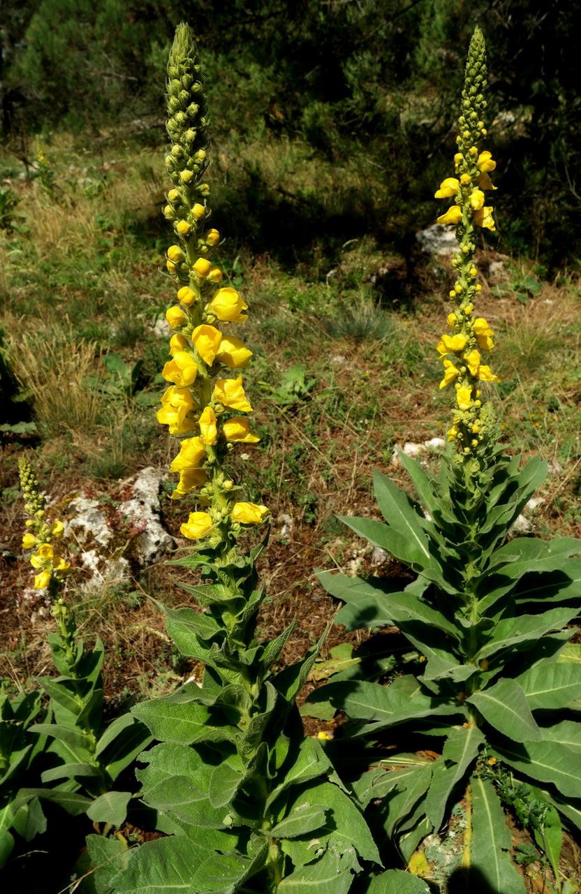 Image of Verbascum densiflorum specimen.