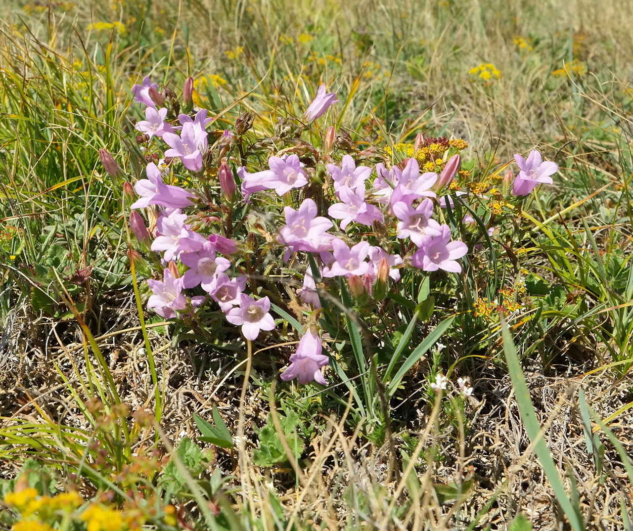 Image of Campanula talievii specimen.