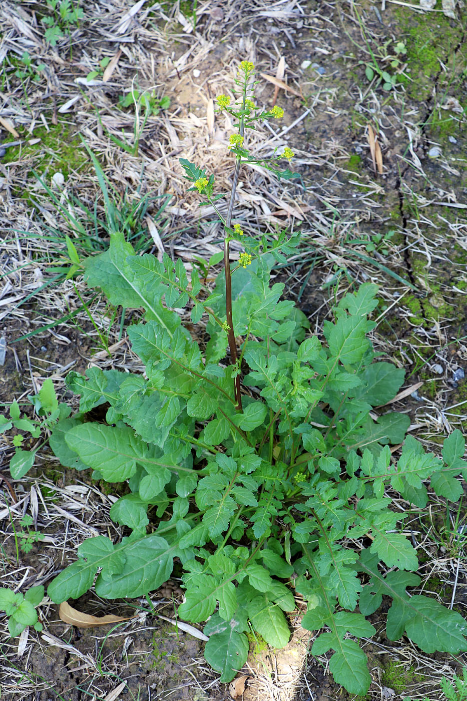 Изображение особи Rorippa palustris.