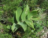 Polygonatum glaberrimum